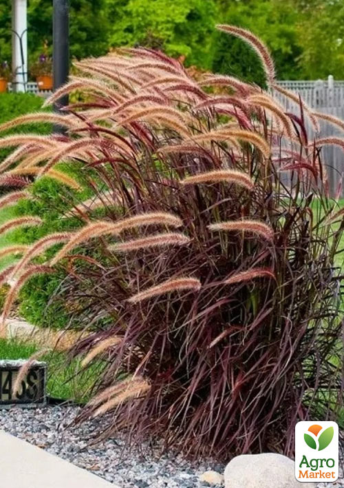 Пеннісетум східний "Rubrum" (вазон Р9)