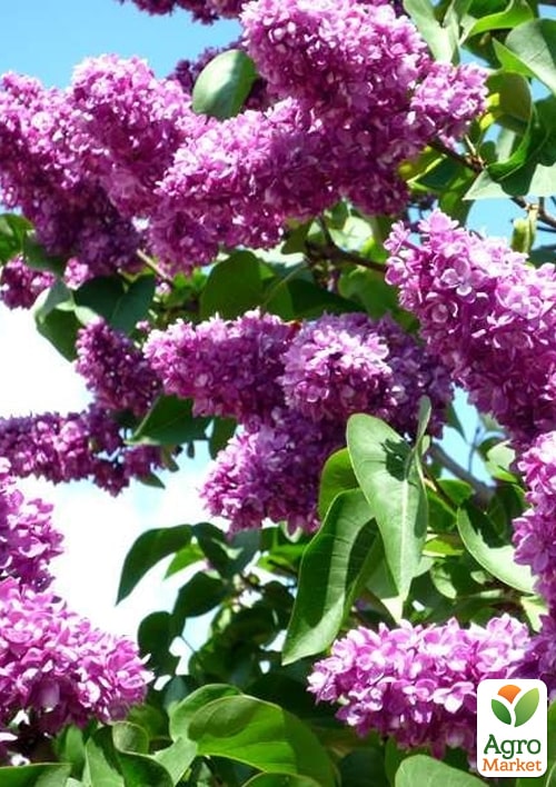 Сирень махровая в контейнере "Paul Thirion" вазон 1,5л - фото 2