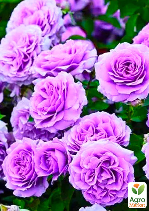 Троянда флорибунда "Love Song" (Лав Сонг) (саджанець класу АА+) вищий сорт - фото 4