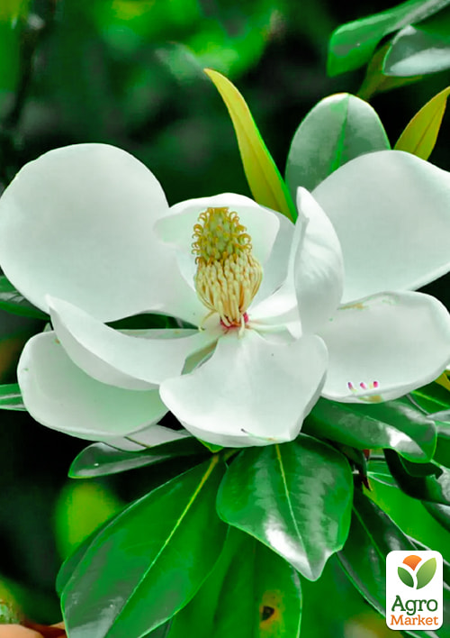 LMTD Магнолія Королівська "Grandiflora" 3-річна (висота 40-50см) - фото 5