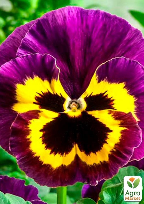 Віола Віттрока "Барон Пурпурний" ТМ "Vesna Exclusive" 5шт