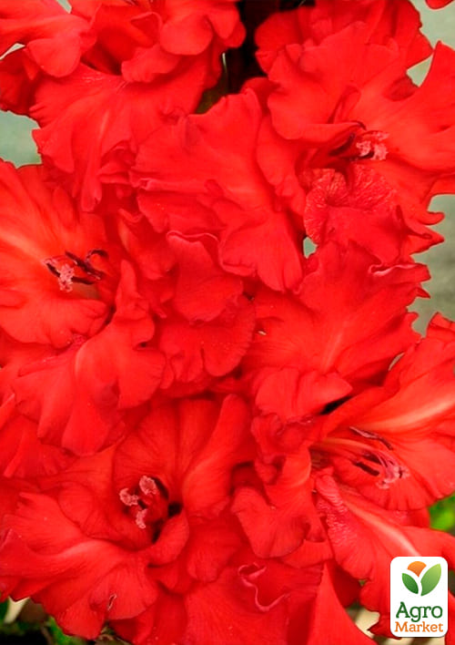 Гладиолус "Red King" 3шт - фото 4