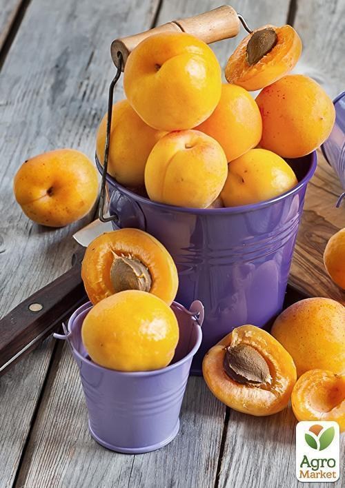 Абрикос "Солнечный"