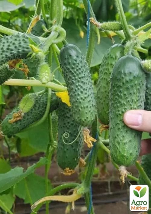 Огірок "Мадрілен" ТМ "Seminis" 250шт - фото 2