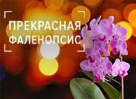 Догляд за орхідеєю Фаленопсис в домашніх умовах: вирощування, посадка, розмноження, полив