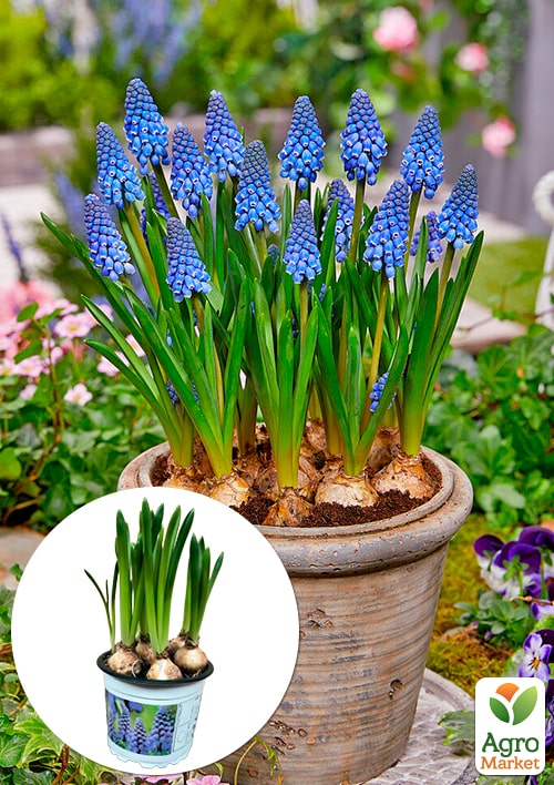 Мускарі "Big Smile" укорінені