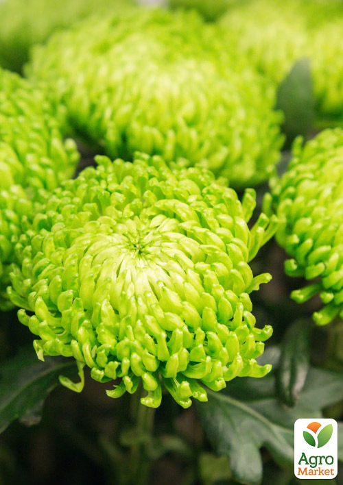 Хризантема  "Komodo Green" (низкорослая крупноцветковая)