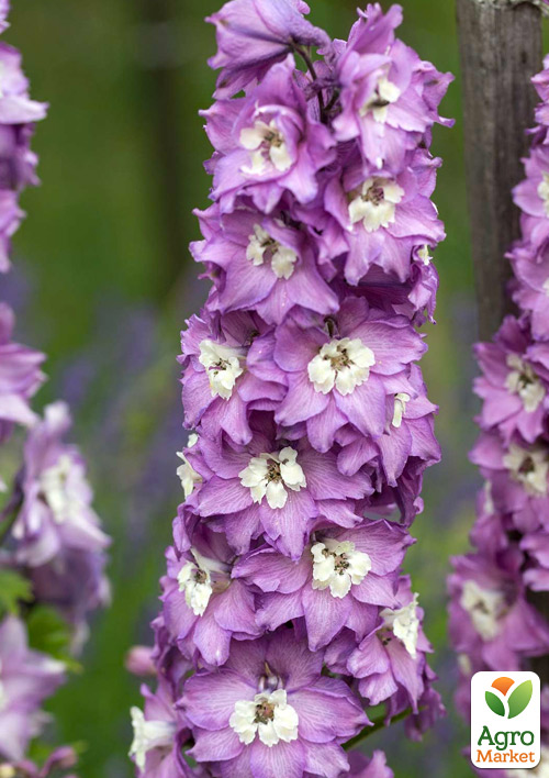 Дельфініум махровий «Lavender White Bee»