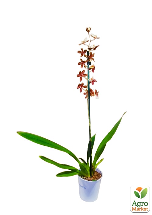 Орхідея Камбрія "Hot Chocolate" - фото 5