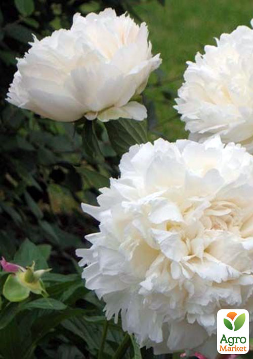 Півонія трав'яниста "Snow Supreme" 1шт в упаковці