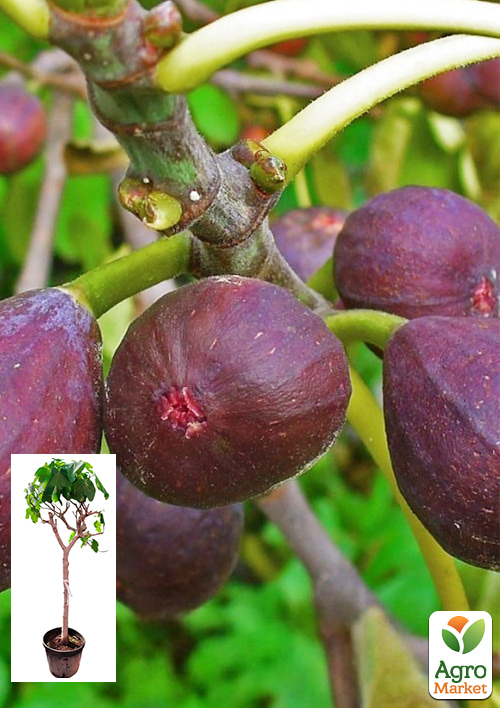 LMTD Инжир 10и летний привитой "Carica" (высота 150-180см)