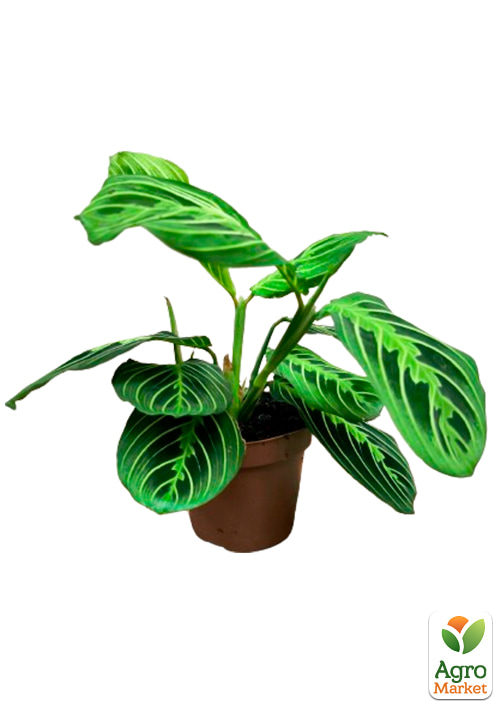 Маранта "White Streep" - фото 10