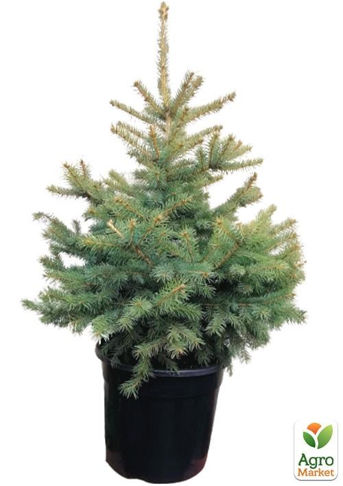 Ель Голубая колючая "Kaibab" С20, высота 40-70см - фото 2