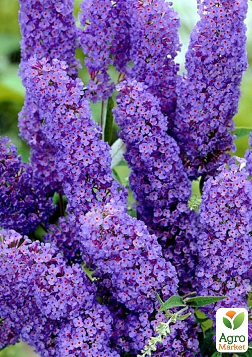 Буддлея Давида "Empire blue" - фото 5