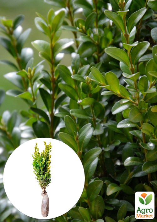 Самшит вічнозелений "Buxus sempervirens" 2-х річний саджанець
