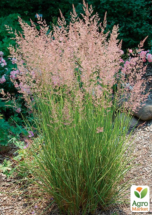 Каламагростис "Overdam" (вазон Ø17)