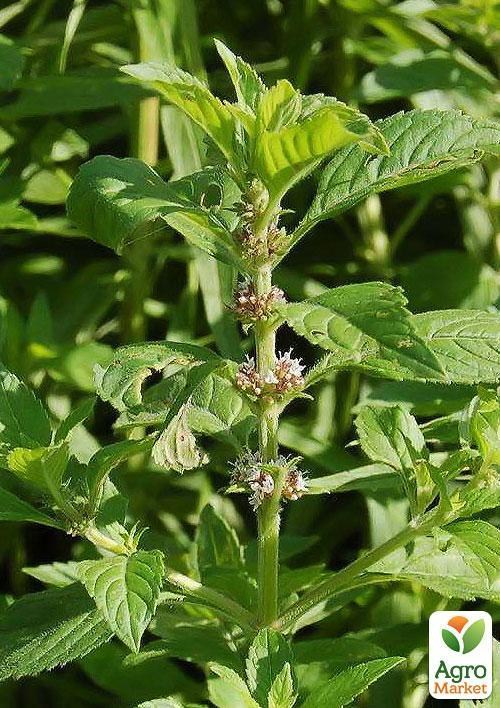 Мята водная 