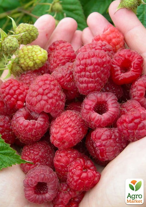 Малина «Марастар» (ремонтантний великоплідний сорт)