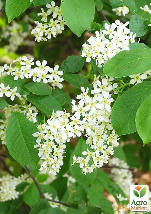 Черемуха "Обыкновенная" (ранний срок созревания) высота 50-100см - фото 3