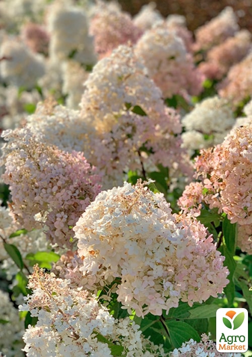 Гортензия 3-х летка метельчатая "Grandiflora" - фото 5