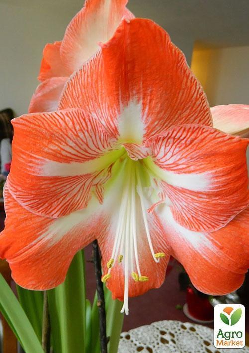Амариліс "Кораловий красень" ТМ "Vesna Exclusive" 10шт - фото 4