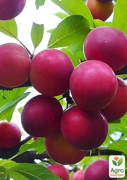 Алыча "Рубиновая" (летний сорт, средний срок созревания)