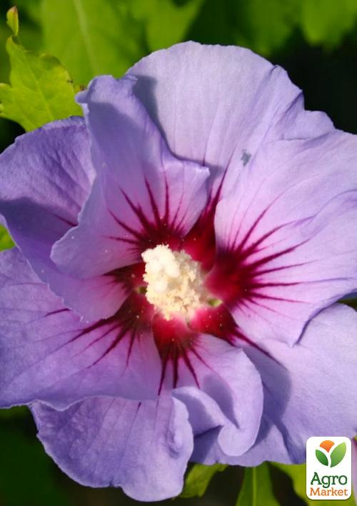 Гибискус сирийский 3-х летний "Marina" С2, высота 80-100см - фото 4