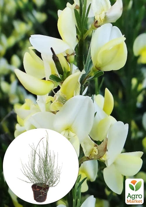 Ракитник "Albus" (цитисус) вазон С3