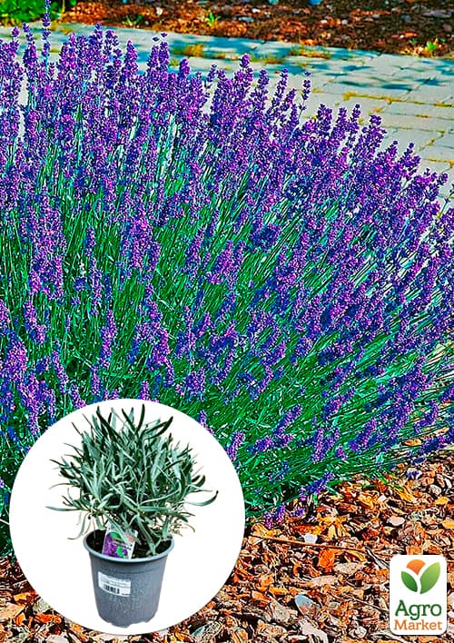 LMTD Лаванда английская 2-х летняя "Angustifolia" (20-30см)