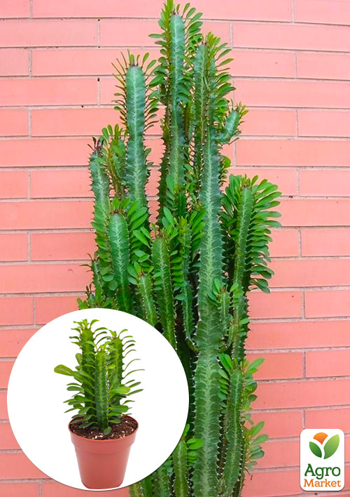 Эуфорбия Тригона "Green" (P12 высота 15-25см)