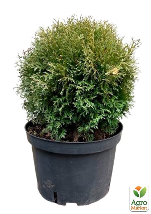 Туя западная "Hoseri" С10, диаметр 30-40 см - фото 4