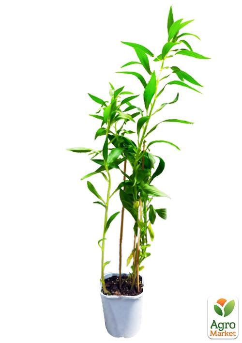 Альстромерия (перуанская лилия) "Summer Sky" С2 высота 30-60см - фото 5