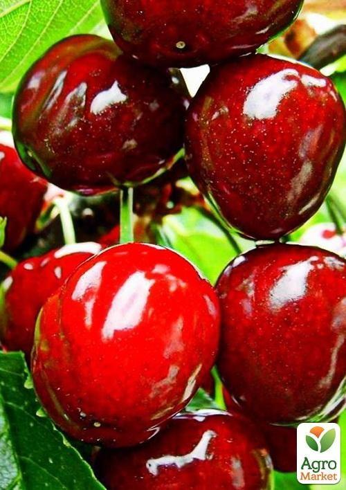 Черешня "Дилема" (літній сорт, середній термін дозрівання) - фото 4