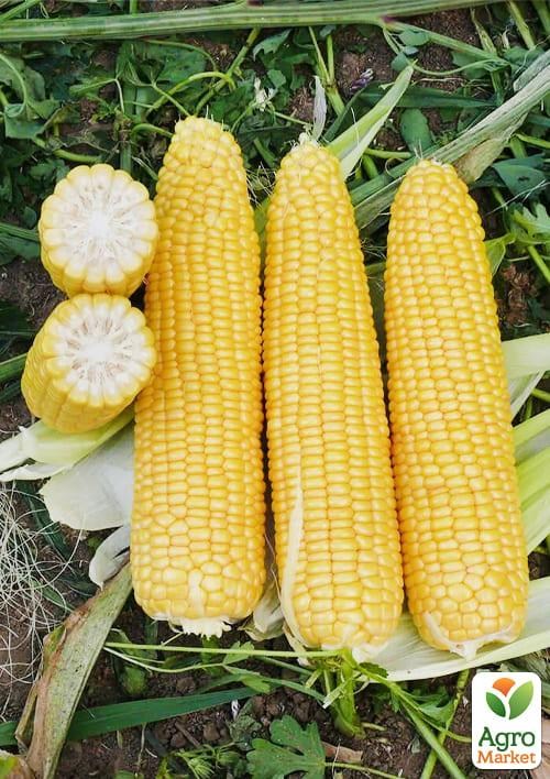 Кукуруза "Добрыня F1" ТМ "Lark Seeds" 25000шт