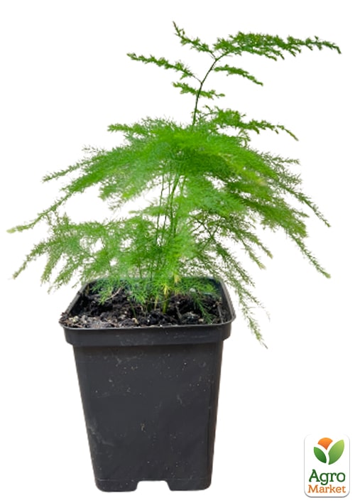 Аспарагус (Asparagus Plumosus) - фото 5