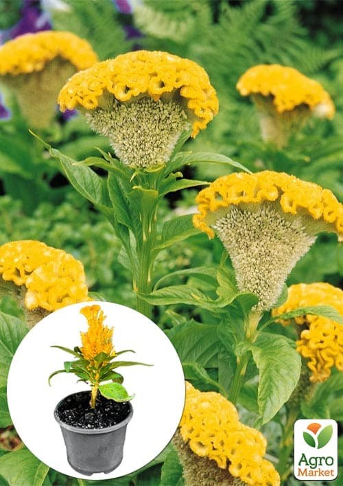 Целозия гребенчатая "Captain Yellow"