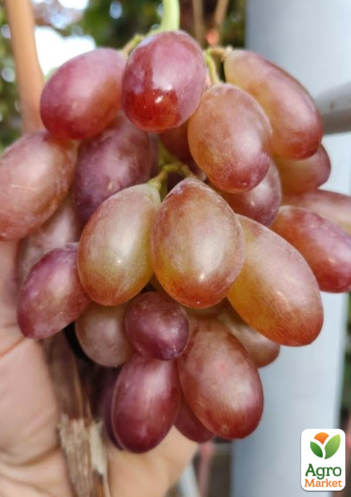 Виноград "Ейфорія" (великий, хрусткий, солодкий мускат)