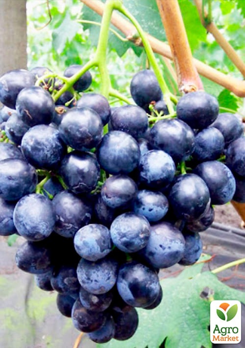 Виноград "Сфинкс" (очень ранний срок созревания) - фото 2