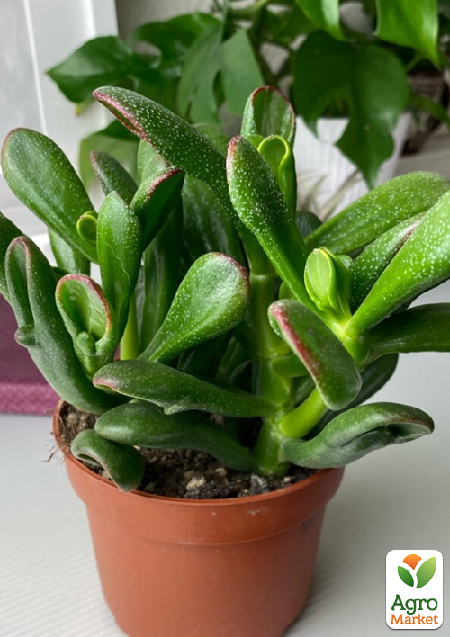 LMTD Крассула "Gollum" высота растения 10-15см - фото 6