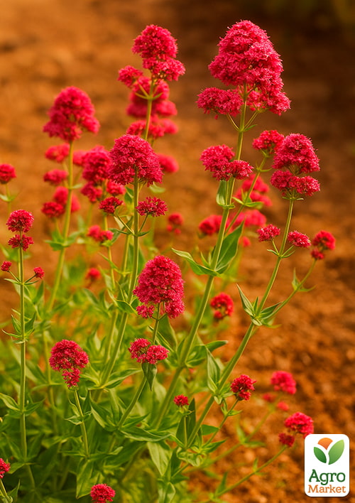 Валериана красная "Ruber" вазон С2