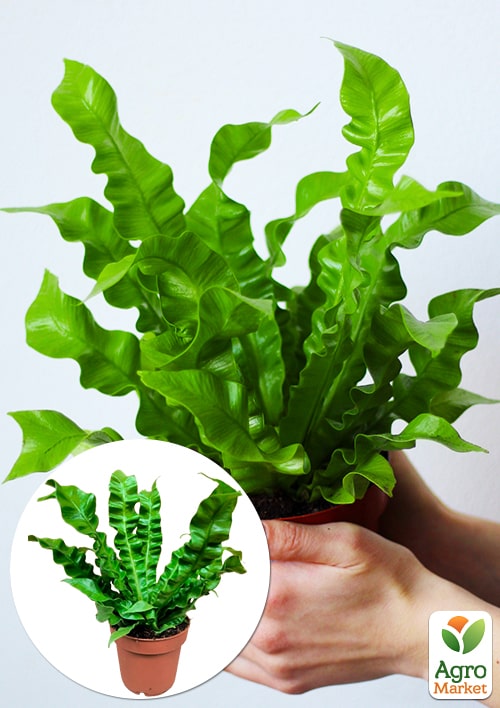 LMTD Аспленіум (папороть) "Crispy Wave" висота 20-30см