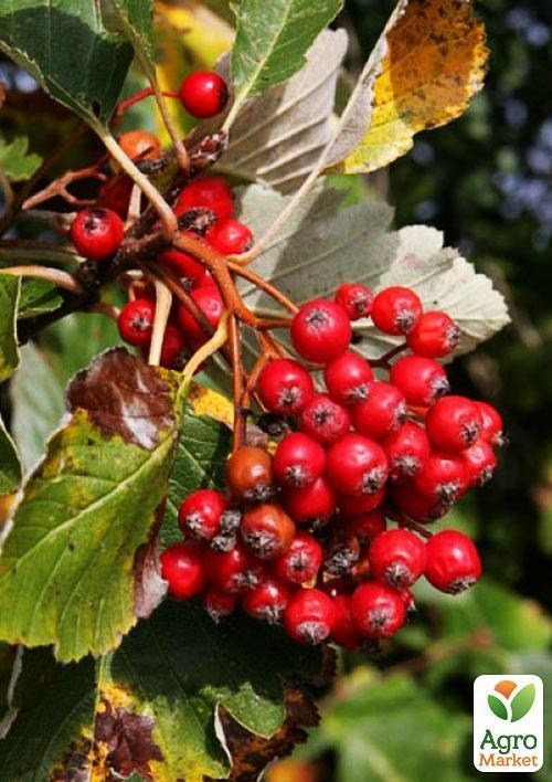 Горобина шведська контейнер 4л