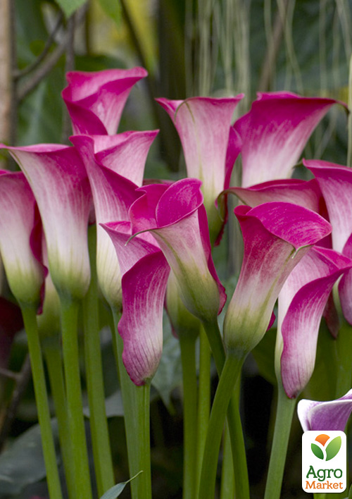 Калла "Peppermint Twist"