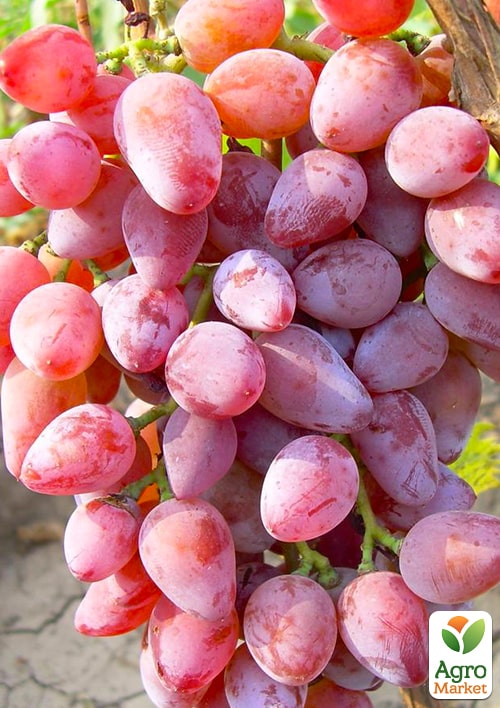 Виноград «Супер Ляля» (хрустка, солодка м'якоть гармонійного смаку, ранній)