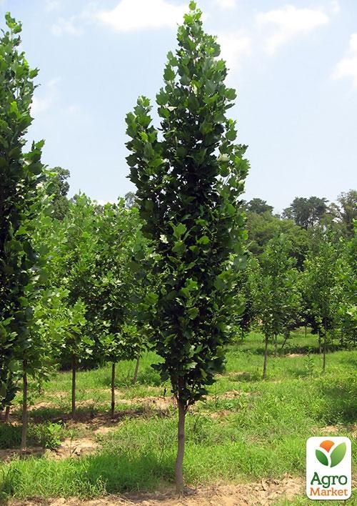 Тополь звичайний (висота 80-100 см)
