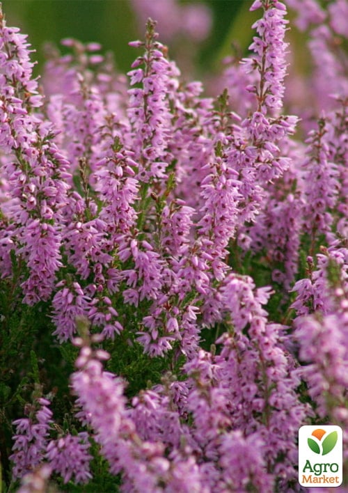 Верес вічнозелений "Sissi" - фото 6