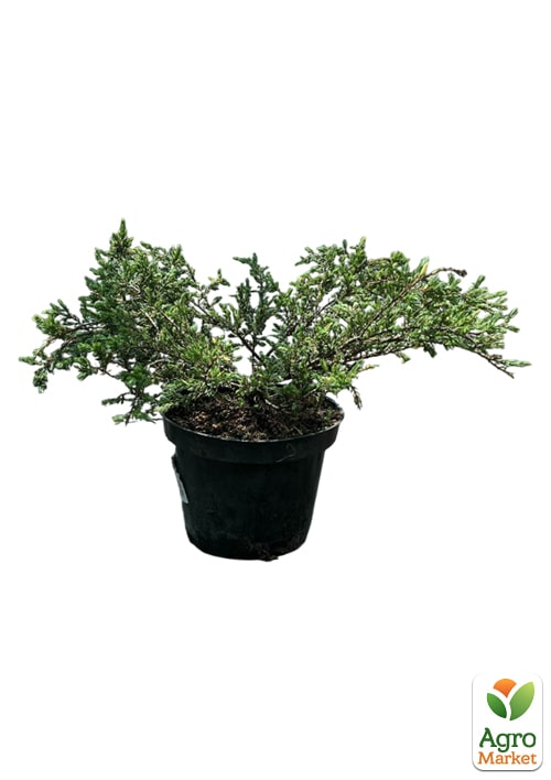Можжевельник обыкновенный "Spotty Spreader" C2, диаметр 25-30см - фото 2
