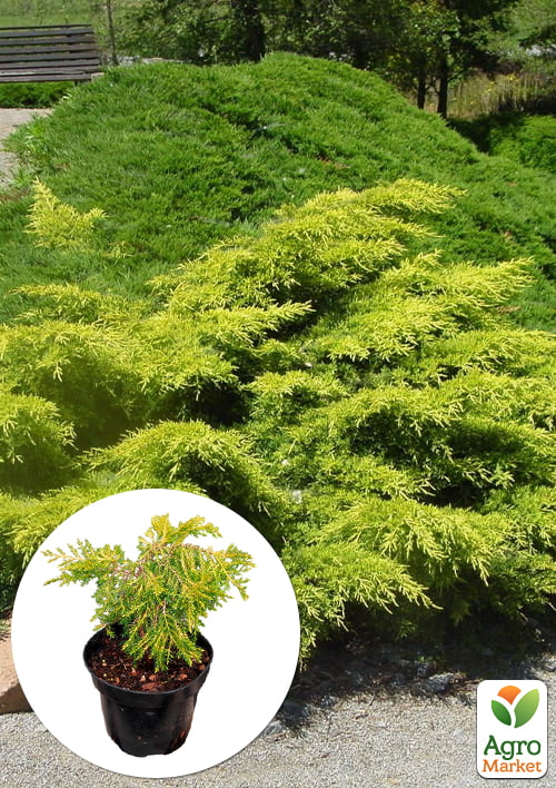 Можжевельник средний "Gold Star" С2, диаметр 20-30см