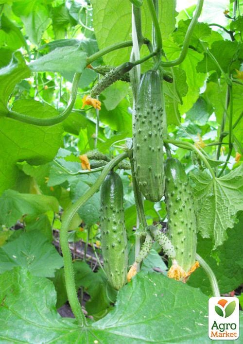 Огурец "Карамболь" (в банке) ТМ "Весна Органик" 8г