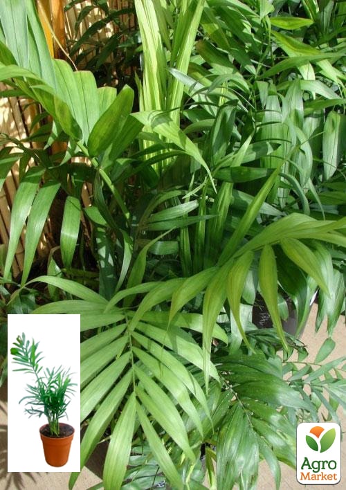 Хамедорея Витончена (Chamaedorea) "Elegans"